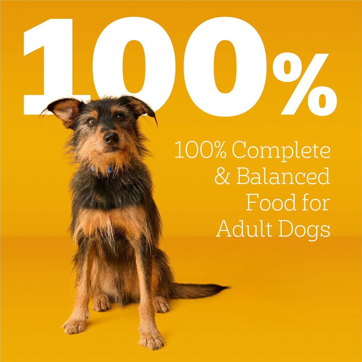 Thức Ăn Hạt Cho Chó Pedigree Vị Gà Nướng & Rau Củ – Túi 50 lbs